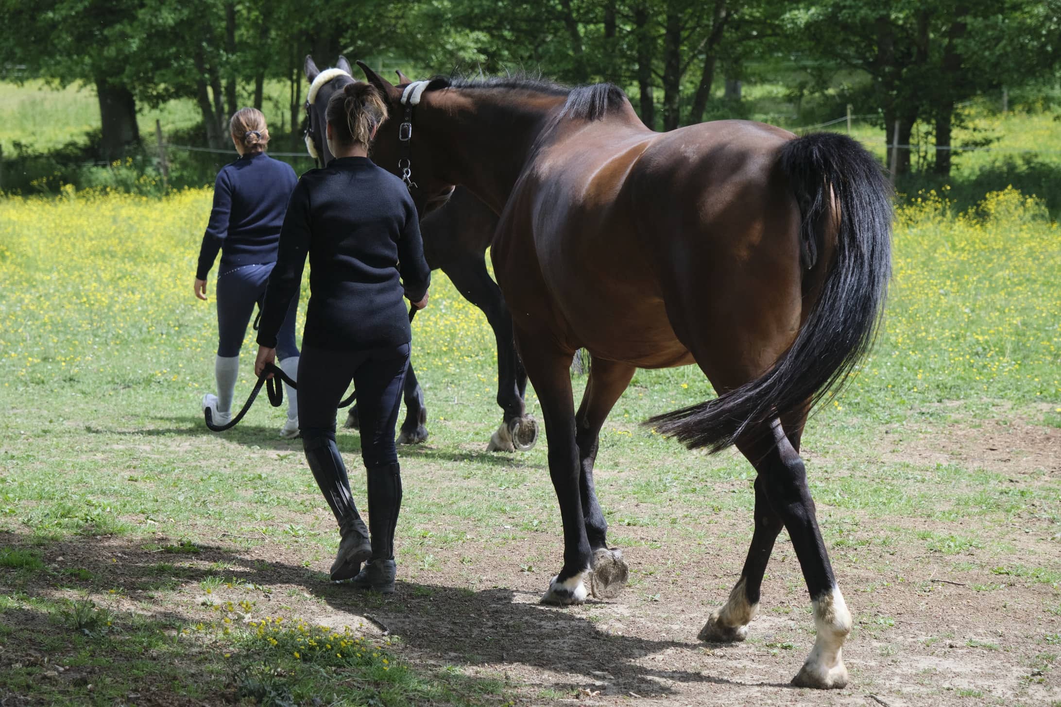 pull cavalière équitation