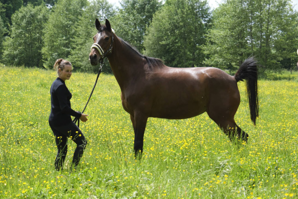 Pull équitation mixte laine mérinos 50%, pull équitation mixte, pull équitation laine